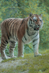Fototapeta na wymiar Sibirischer Tiger, Panthera tigris 