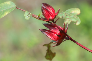Roselle (Hibiscus sabdariffa)
