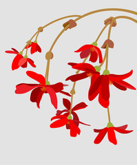 twig of red flowers