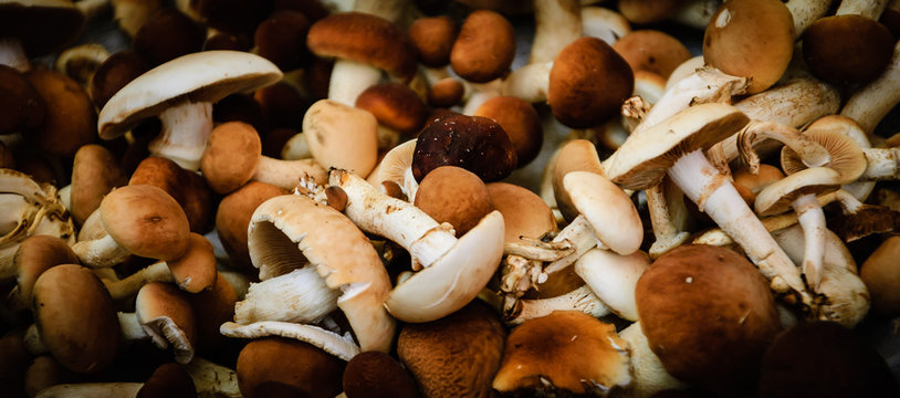Mushrooms background. (Agrocybe aegerita) Vignette.