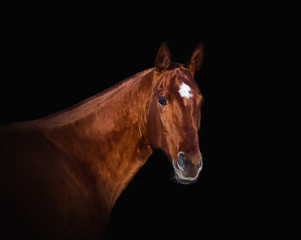 Fototapeta premium Czerwony koń pozuje do portretu na czarnym tle