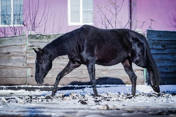A black horse walks outdoors in winter