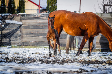 Newborn colt frolics on the street in winter