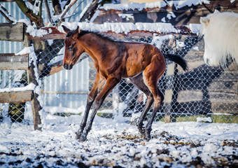 Newborn colt frolics on the street in winter