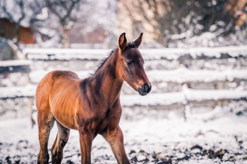 Newborn colt walking outdoors in winter