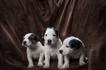 Jack Russell puppies on a brown blanket.