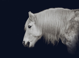 White horse posing for portrait on a black background