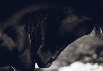 Bend the neck of a beautiful horse