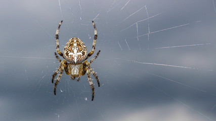 garden spider in her beautiful cobweb