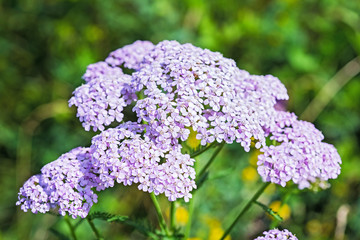 Medicinal plant Yarrow (lat. Achillea millefolium)