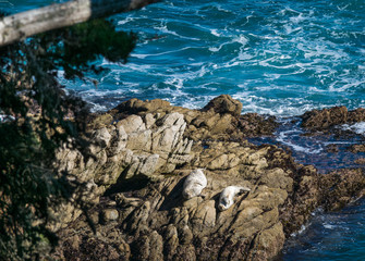 Point Lobos State Natural Reserve, Big Sur, Carmel Highlands, Monterey County, California, USA