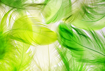 the background of the many beautiful natural feathers of different shapes of green and yellow