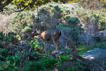 Point Lobos State Natural Reserve, Big Sur, Carmel Highlands, Monterey County, California, USA