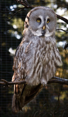 great grey owl, Calgary Zoo, Calgary, Alberta, Canada.