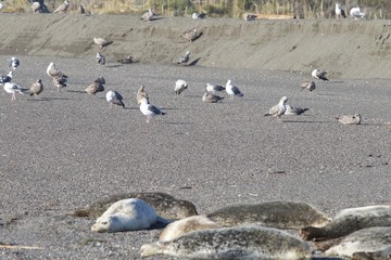 Obraz premium Goat Rock Beach - northwestern Sonoma County, California, Seals are on the mouth of the Russian River, and the southern end of this crescent shaped expanse is the massive Goat. 
