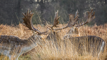 Deer in Richmond Park on a winter morning