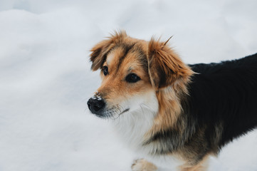Dog in mountain winter landscape. Profile portrait