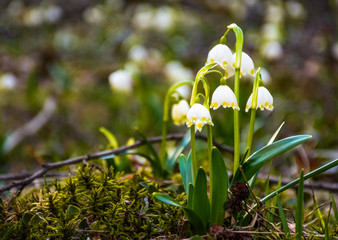 Beautiful blooming of White spring snowflake flowers in springtime. Snowflake also called Summer Snowflake or Loddon Lily or Leucojum vernum on a beautiful background of similar flowers in the forest