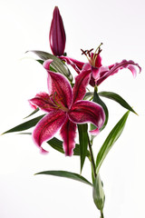 Lilien isoliert