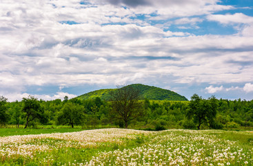 rural field of dandelions in springtime. beautiful agriculture scenery on a cloudy day