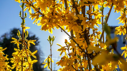 Yellow flowers glowing in the sun