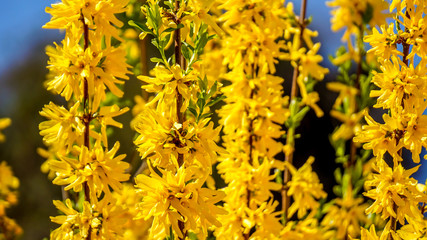 Yellow flowers glowing in the sun