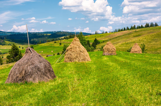 haystacks in a row on a grassy field. beautiful rural scenery in summer. ecological agriculture concept. 