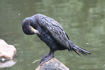Cormorant   (Phalacrocoracidae)