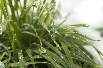 Green grass in the snow with drops of water
