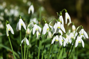 Frühling ist fast da!