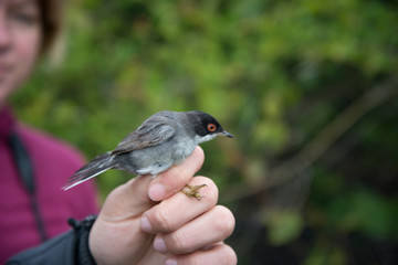 Sardinian Warbler, trapped and ringed by researchers in the Kizilirmak delta, Black Sea area, Turkey