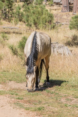 Wild Horse in Arizona