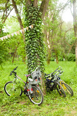 Fototapeta premium Bicycles near a tree