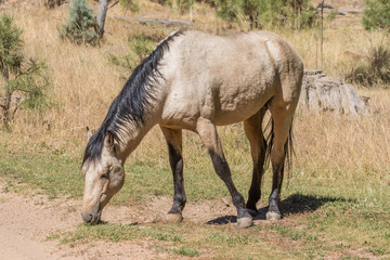 Obraz na płótnie Canvas Wild Horse in Arizona