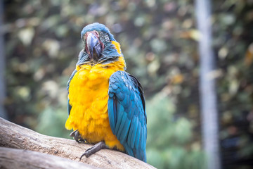 Blue and Yellow Macaw