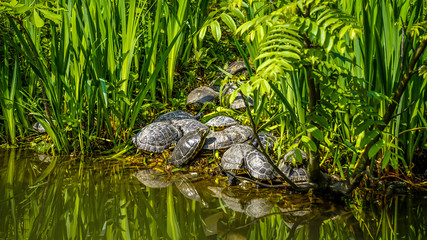 Turtles in Sempione Park