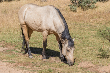 Wild Horse in Arizona
