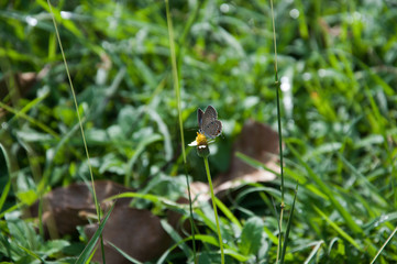 small butterfly on flower