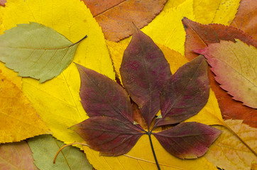 Fototapeta na wymiar Dried colored autumn leaves