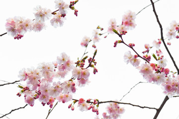 Kirschblüten - Kirschbaum