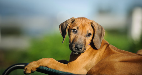 Rhodesian Ridgeback puppy dog outdoor portrait lying on bed