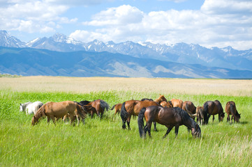 Fototapeta na wymiar grazing horses