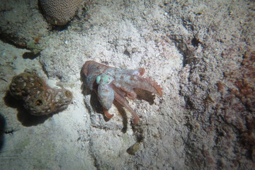 Octopus on the bottom of the ocean