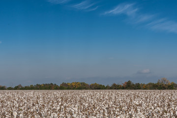 Field of Cotton Blooming underneath Blue Sky