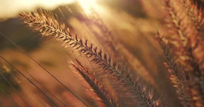 Beautiful field of yellow wheat grass at sunset. Closeup, shallow DOF. 4K UHD