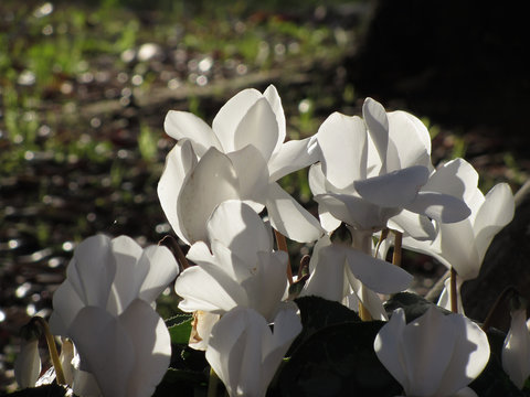 Backlits white cyclamen flowers on dark background
