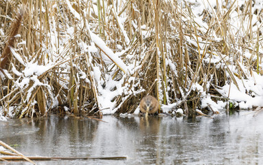 Beaver eats at riverside in winter