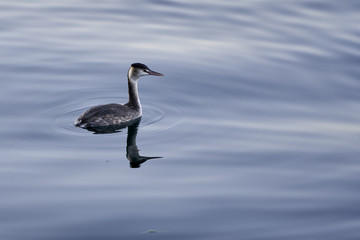Red-necked grebe lake bird