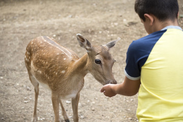 Deer Fallow eating from child hands
