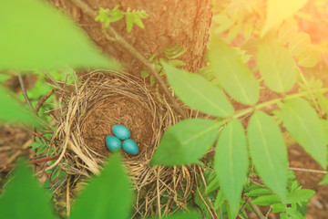 Three blue eggs of the thrush in the straw nest on a tree in the forest in sunlight	